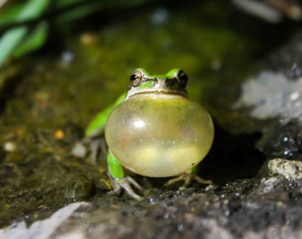 Frog croaking