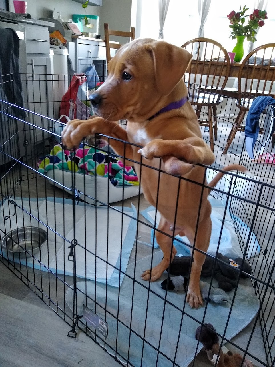 Ray the puppy standing on his hind legs with his forelegs on his enclosure; his left paw is deformed into a pincer shape.